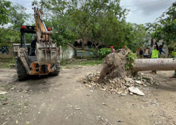 Replantan en Tulum una ceiba derribada por vientos de “Beryl”
