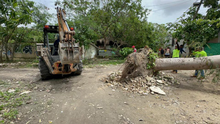 Replantan en Tulum una ceiba derribada por vientos de “Beryl”