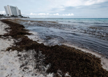 Países del Caribe dan pasos importantes hacia la solución al problema del sargazo