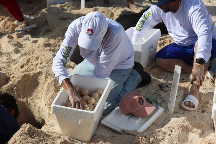 Resguardan nidos de tortugas marinas debido al huracán Beryl