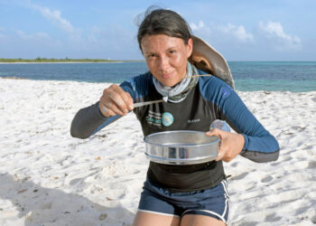Estudian el impacto de microplásticos en fauna marina del Caribe Mexicano
