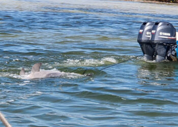 Formulan un llamado para proteger a ballenas y delfines