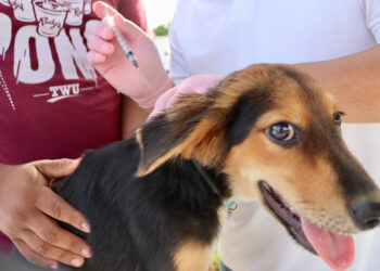 Puerto Morelos impulsa concientización sobre la tenencia responsable de mascotas