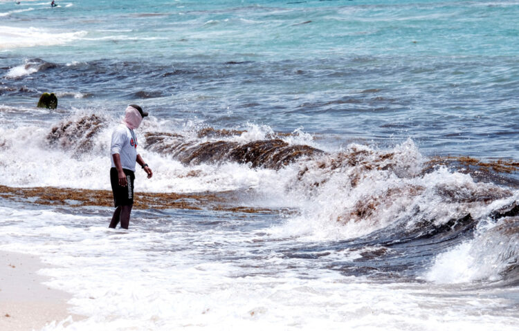 Cancún será sede de un foro para hacer del sargazo una oportunidad
