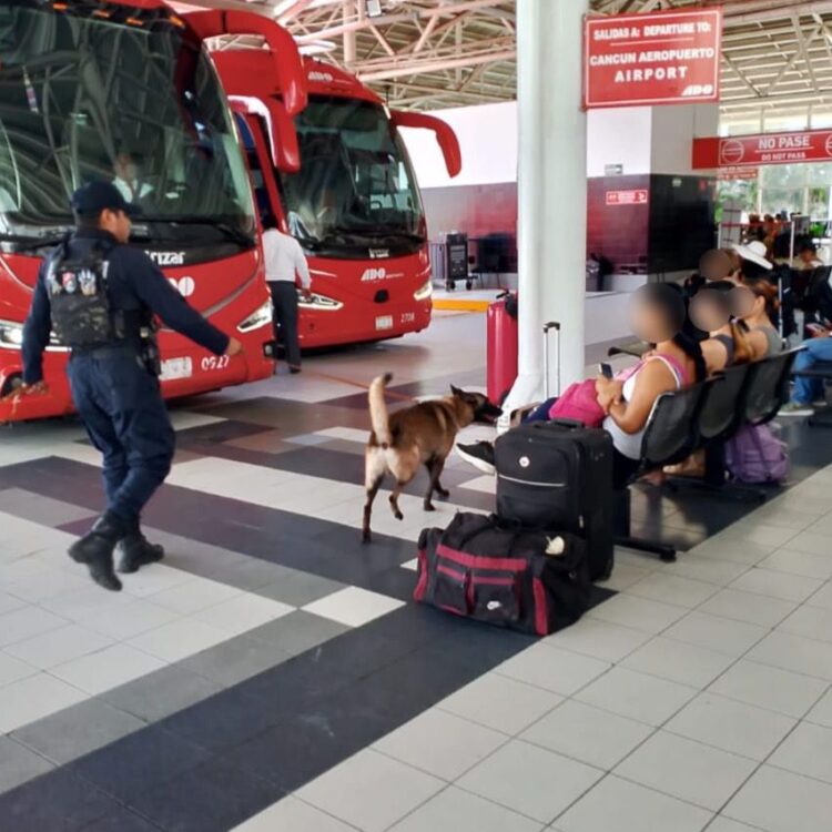 Mantienen con unidad canina los operativos de prevención del delito