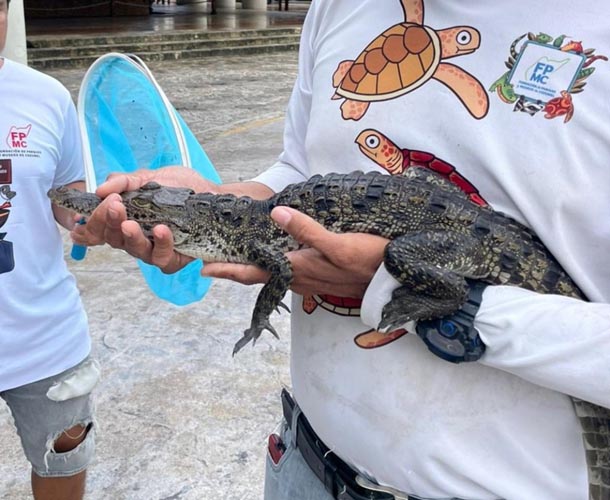 Rescatan a una cría