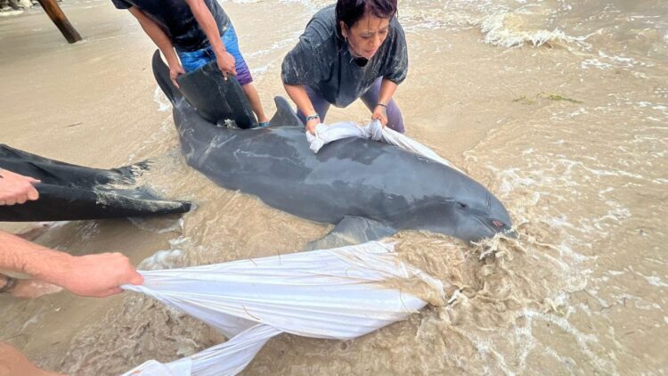 Rescatan en Mahahual a delfín varado en la costa