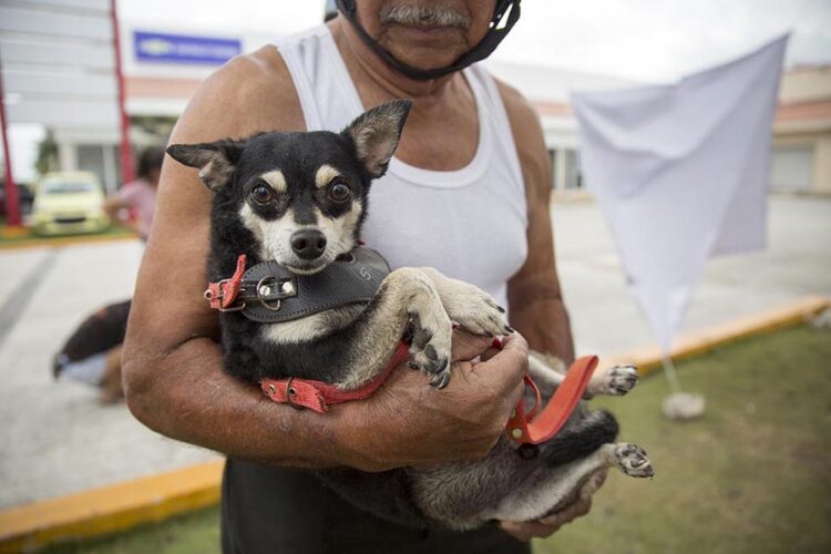 Convocan al Primer Foro Estatal de Prevención y Protección contra el Maltrato Animal