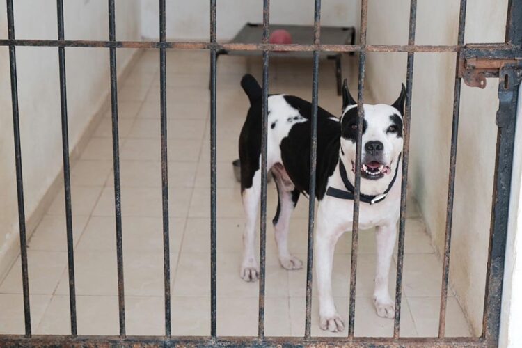México eleva a rango constitucional la protección de los derechos de los animales