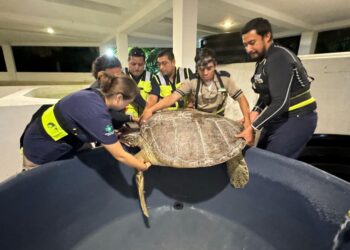 Gobierno de Isla Mujeres rescata a tortuga blanca y la envía a centro de rehabilitación