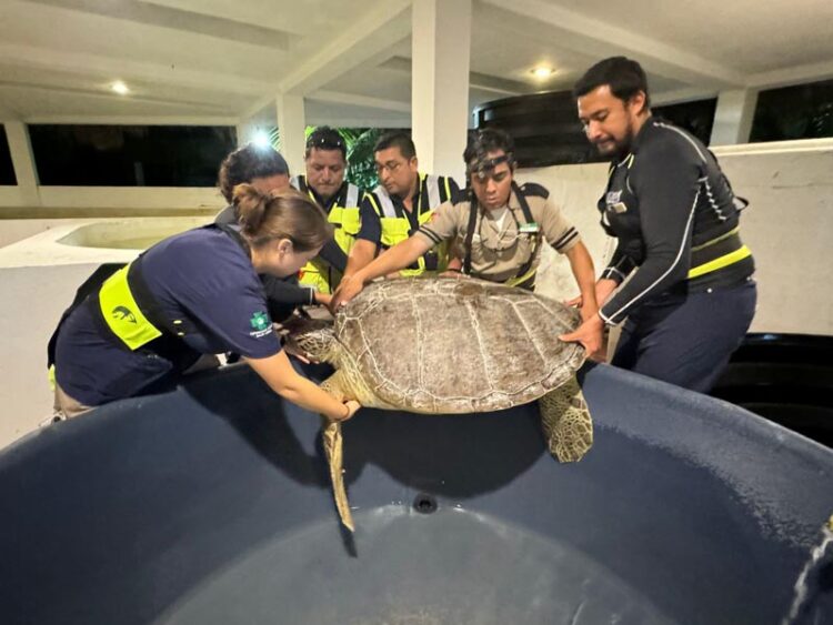Gobierno de Isla Mujeres rescata a tortuga blanca y la envía a centro de rehabilitación