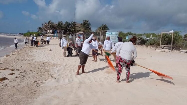 Notoria baja en el volumen de sargazo que recaló este año en playas de Tulum