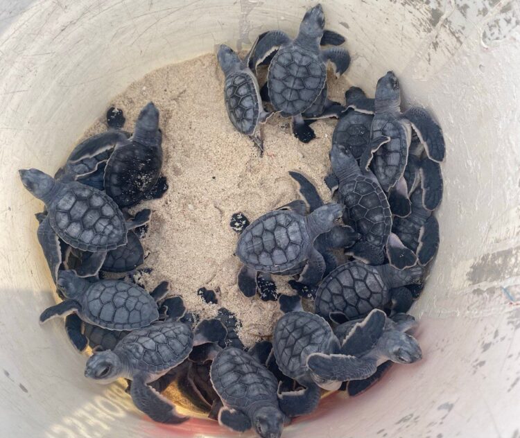 Garantizan la protección de más de 950 mil crías de tortugas marinas en Cancún
