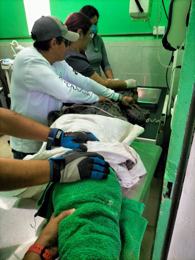 Subdirección de Ecología de Cozumel