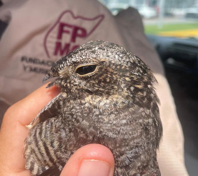 Reafirma la FPMC el compromiso con la conservación de fauna silvestre