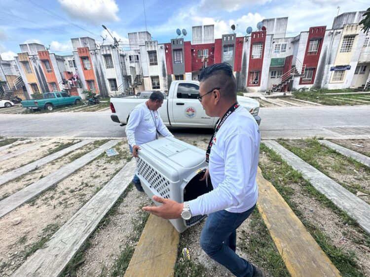 Rescatan en Cancún a perro en condiciones de maltrato