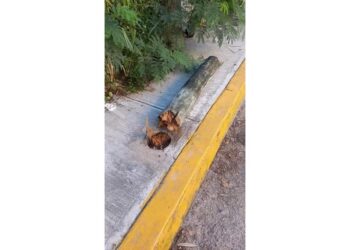 Camión de basura tira poste y deja sin internet un sector de Tulum