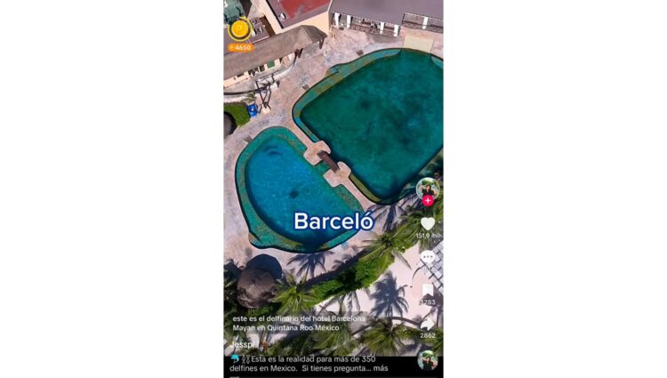 Denuncian las precarias condiciones en que tienen a los delfines en Barceló Maya