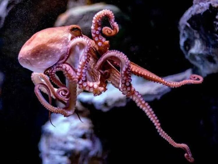 Q. Roo celebra que el pulpo maya alcance nueva indicación geográfica