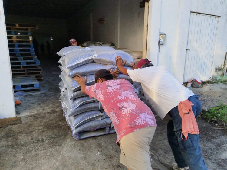 Entrega Sedarpe semilla de frijol negro para siete municipios de Quintana Roo