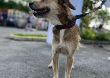 Tres mascotas encuentran un hogar en Cancún gracias al AdoptaFest