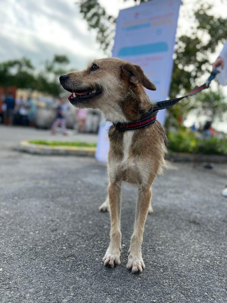 Tres mascotas encuentran un hogar en Cancún gracias al AdoptaFest