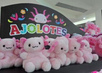 El Acuario Interactivo de Cancún celebra el Día Nacional del Ajolote