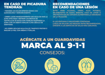 Recomiendan precaución ante presencia de Fragata Portuguesa en costas de Cozumel