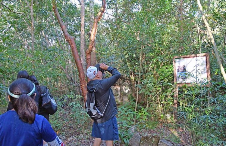 Despiertan interés por observación de aves en Cozumel