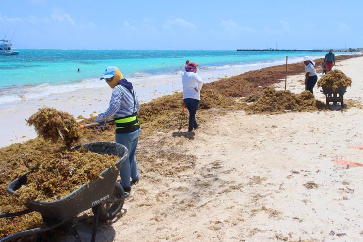 Intensifican recolección de sargazo en las playas de Puerto Morelos