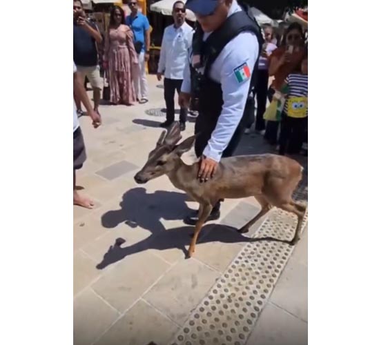 Venado que deambulaba por la Quinta Avenida regresa a su hábitat natural