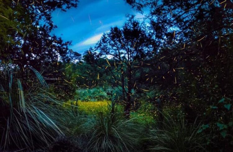 Bosques iluminados: esperan más de 110 mil visitantes para la Temporada de Luciérnagas 2025 en Tlaxcala