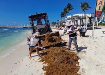 Recolectan hasta 200 toneladas de sargazo diariamente en Playa del Carmen