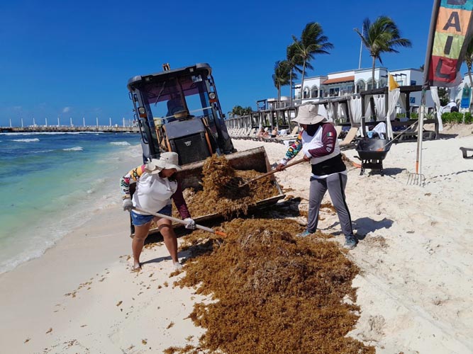 Recolectan hasta 200 toneladas de sargazo diariamente en Playa del Carmen