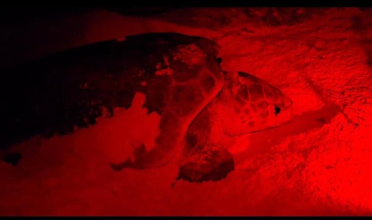 Ya registraron 30 nidos de tortuga marina en Cozumel