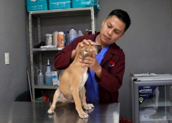 Acciones permanentes contra el maltrato animal, ofrece Ana Paty