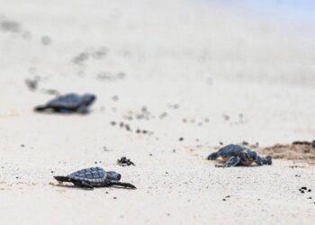 Impulsan acciones en este arranque de anidación de tortugas marinas
