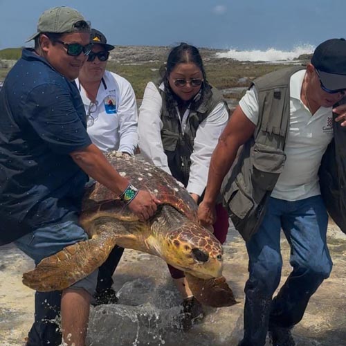 Rescatan en Cozumel a tortuga Caguama atrapada entre rocas en zona costera