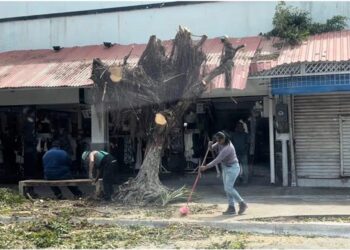 Desata críticas en Chetumal una poda excesiva en la Av. Héroes