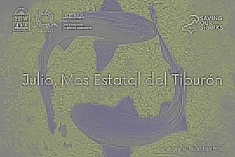 Subrayan importancia de la conservación de los tiburones