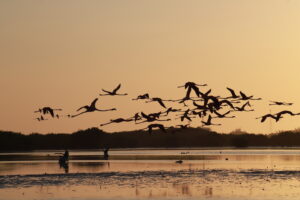 El encanto rosado de los flamencos: belleza y fragilidad en la costa mexicana