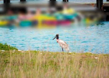 Histórico avistamiento de cigüeña jabirú en Cozumel