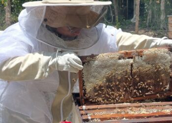 Arranca en Playa del Carmen campaña para proteger a las abejas