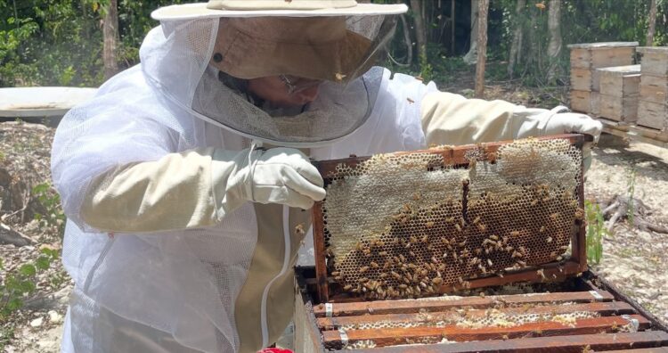 Arranca en Playa del Carmen campaña para proteger a las abejas