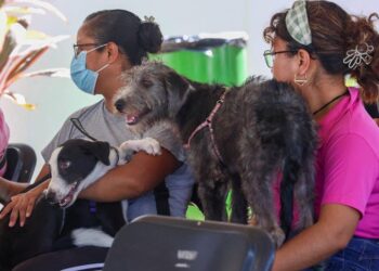 Más de 150 mascotas esterilizadas en Cancún