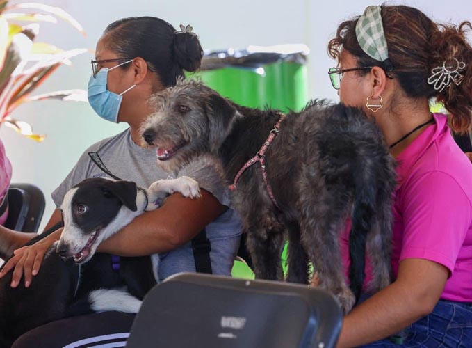 Más de 150 mascotas esterilizadas en Cancún
