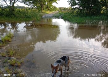 Abandono oficial impide a productores sacar sus cosechas en Felipe Carrillo Puerto