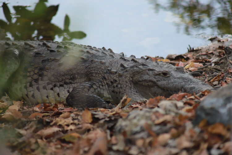 Cancún, santuario natural de cocodrilos