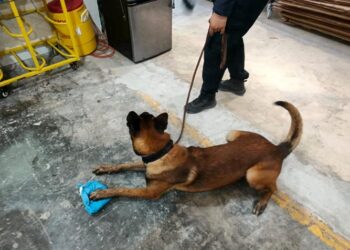 No contaban con su astucia … los delató el perro