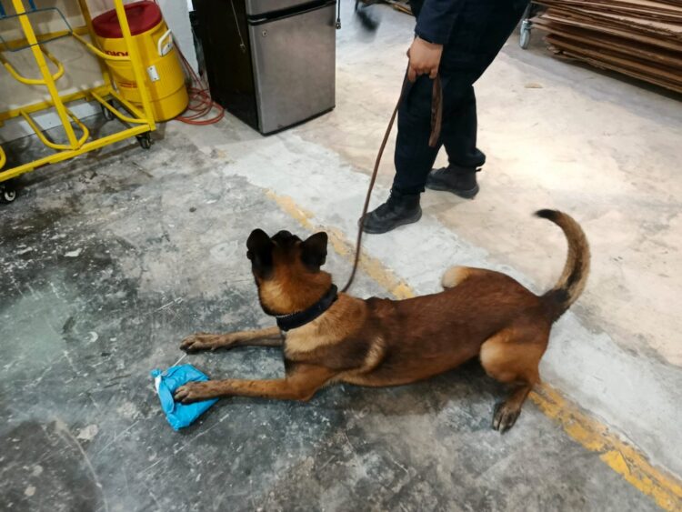 No contaban con su astucia … los delató el perro